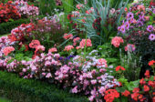Summer flowers