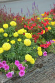 Summer border