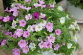 Calibrachoa