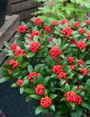 Skimmia japonica