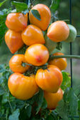 Solanum lycopersicum Orange Cuor di Bue