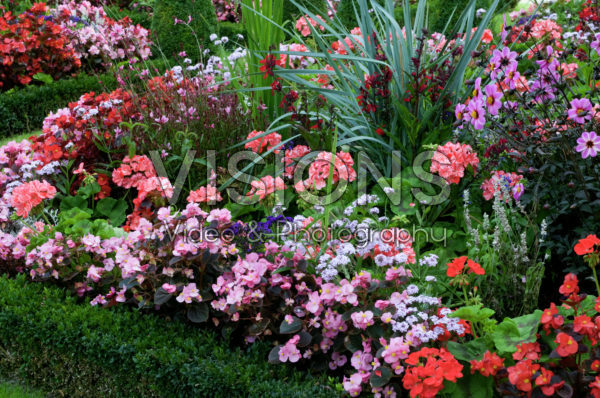 Summer flowers Summer flowers