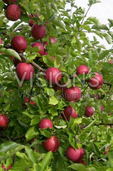 Malus domestica Jonagored