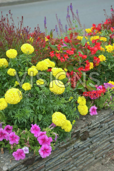 Summer border Summer border