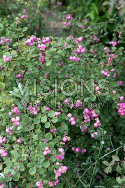 Symphoricarpos Purple Hedge 