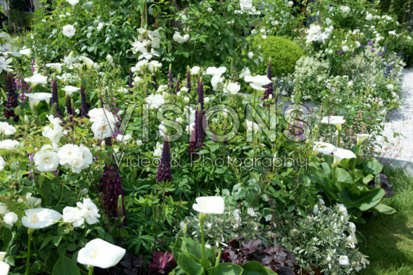 Lupinus Storm ® Lupinus Storm ®