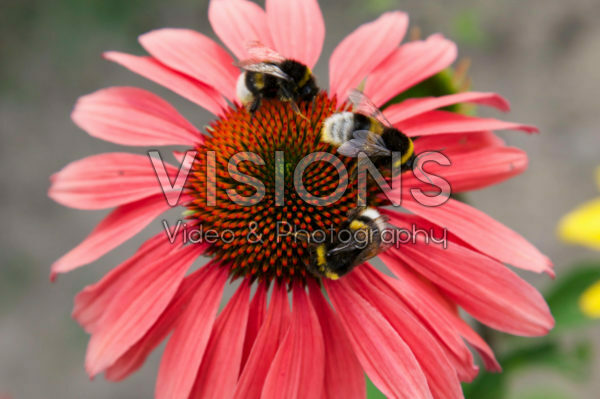 Echinacea flower with bumblebees