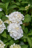 Hydrangea macrophylla Madame Emile Mouillère