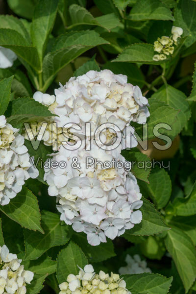 Hydrangea macrophylla Madame Emile Mouillère