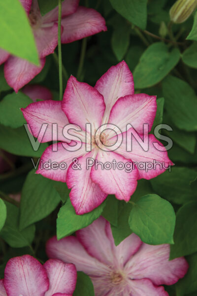 Clematis Liberty Clematis Liberty