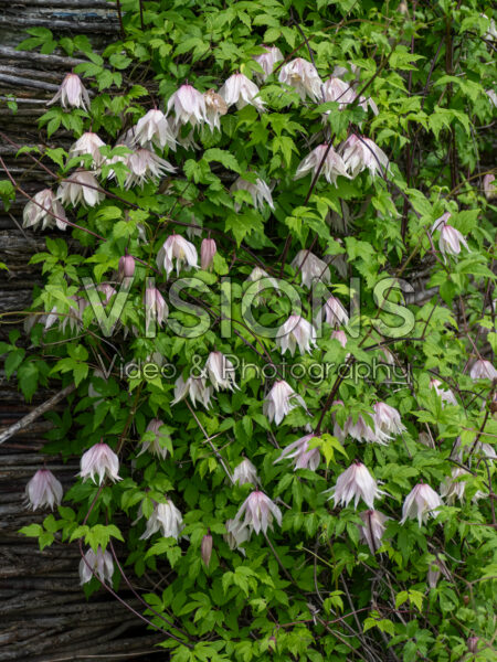 Clematis Pink Dream