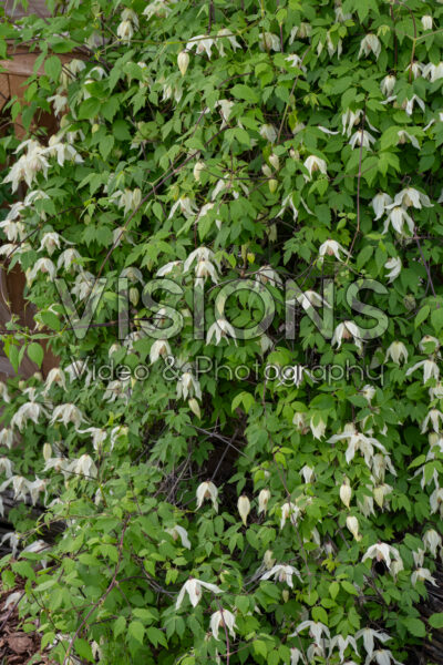Clematis Lemon Beauty