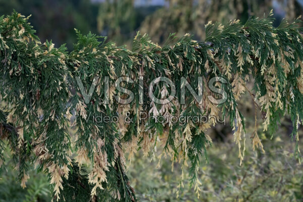 Chamaecyparis nootkatensis Gloria Polonica