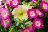 Petunia Lamium Mix