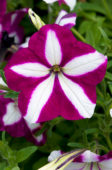 Petunia Burgundy Starlight