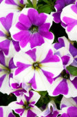Petunia Peppy Lavender