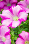 Petunia Supertunia Raspberry Blast