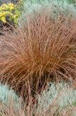 Carex tenuiculmis Cappuccino