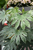 Fatsia japonica Spider's Web, Fatsia japonica Spiders Web
