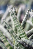 Sansevieria cylindrica Starfish