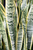Sansevieria trifasciata Laurentii
