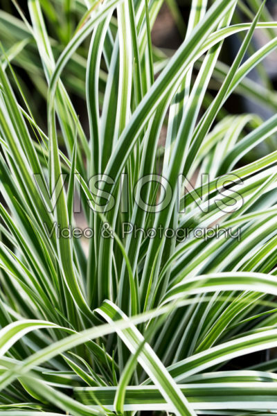 Carex EverColor® Everest Carex EverColor® Everest