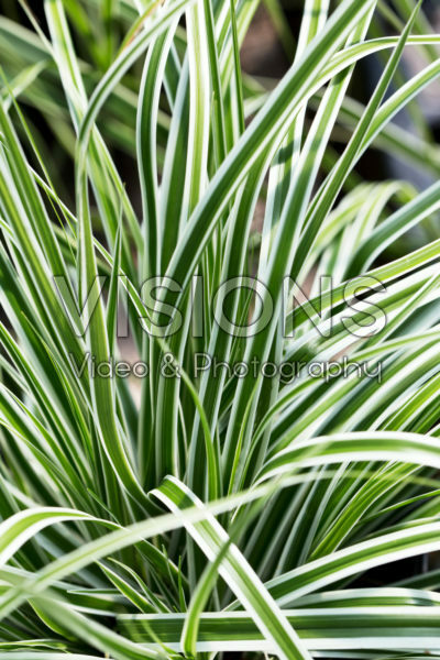Carex EverColor® Everest