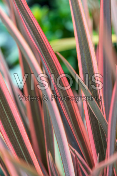 Phormium Sundowner