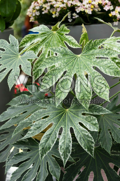 Fatsia japonica Spider's Web Fatsia japonica Spider's Web