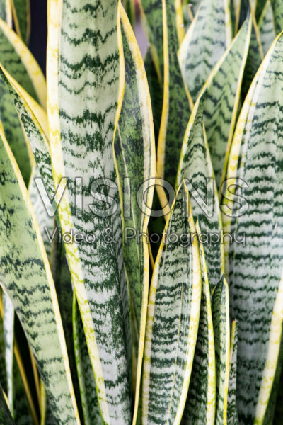 Sansevieria trifasciata Laurentii Sansevieria trifasciata Laurentii