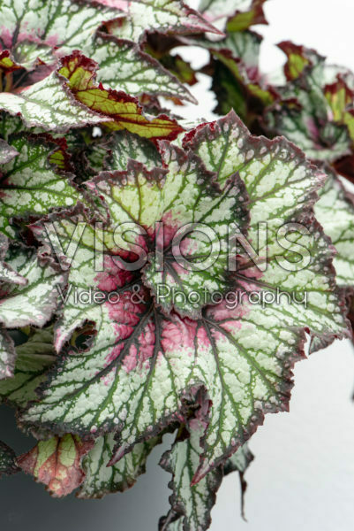 Begonia rex Curly Cherry Mint