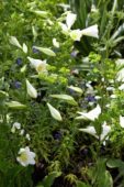 Lilium longiflorum