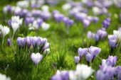 Crocus mixed