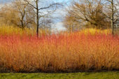 Cornus sanguinea Midwinter Fire