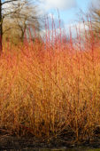 Cornus sanguinea Midwinter Fire