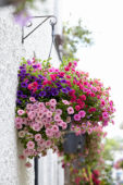 Calibrachoa mix