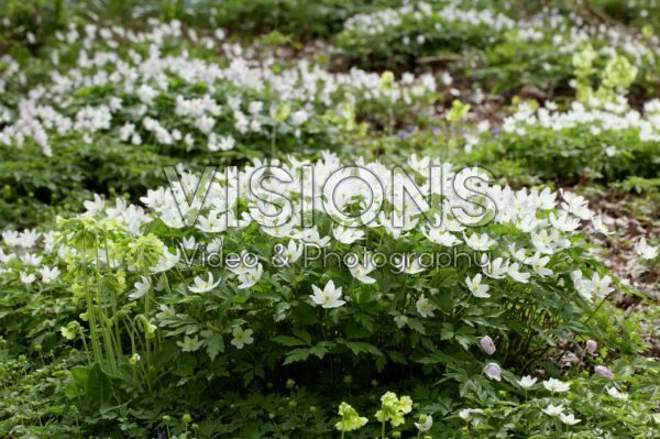 Anemone nemorosa Anemone nemorosa