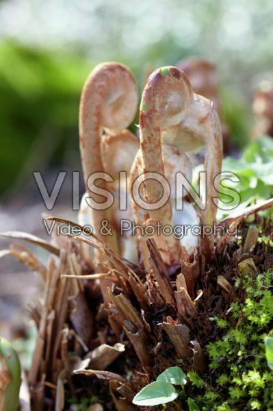 Osmunda regalis Osmunda regalis