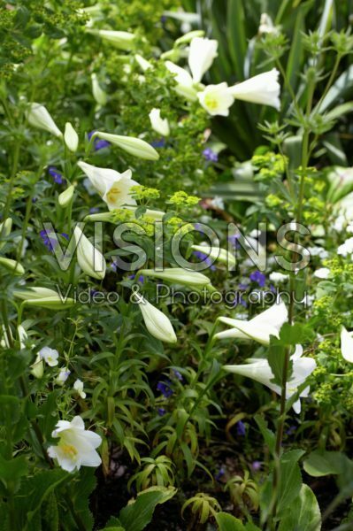 Lilium longiflorum Lilium longiflorum
