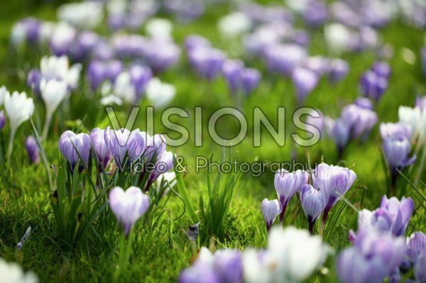 Crocus mixed