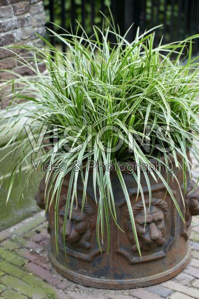 Carex