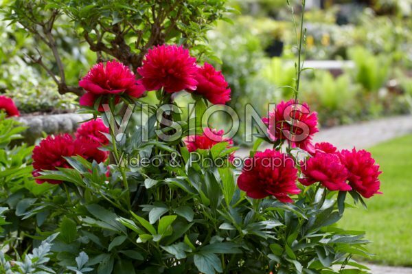 Paeonia rood Paeonia rood