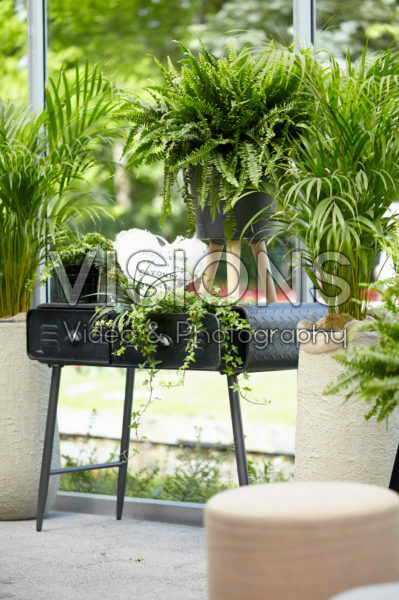 Nephrolepis exaltata Nephrolepis exaltata