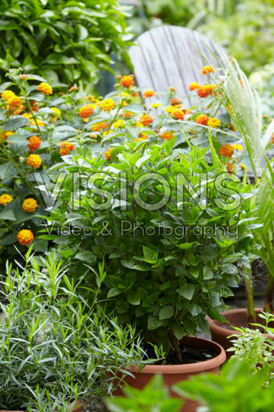 Ocimum basilicum Coldasil Ocimum basilicum Coldasil