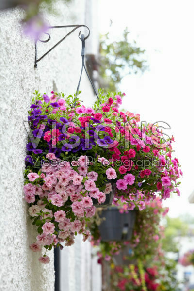 Calibrachoa mix Calibrachoa mix