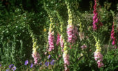 Digitalis purpurea