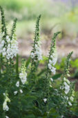 Digitalis purpurea albiflora