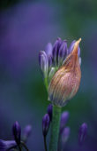 Agapanthus Loch Hope