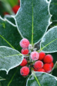 Ilex