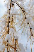 Besneeuwde Larix decidua